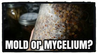 Mold or Mycelium Growing Oyster Mushrooms [upl. by Sprage437]