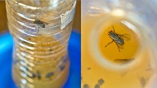 DIY Fly Trap Eliminate 90 of Flies On The HomesteadFarm  Easy Organic amp Chemical Free Fly Control [upl. by Jacobba]