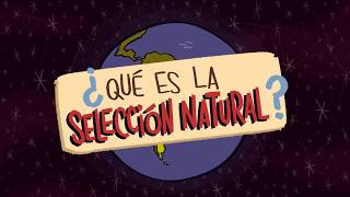 ¿Qué es la Selección Natural  What is Natural Selection [upl. by Michelsen266]