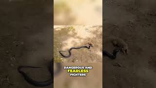 Unbelievable Battle Mongoose Vs Lion  Who Will Win [upl. by Jaco]