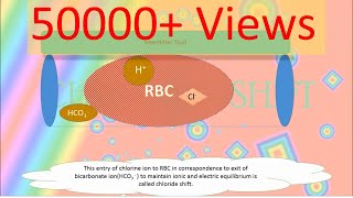 Chloride Shift Hamburger phenomenonAnimation RESPIRATORY SYSTEMsimple and clear [upl. by Ravid52]