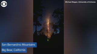 Tree struck by lightning causing a fiery split [upl. by Nicole310]