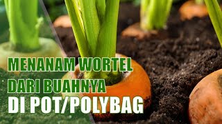 Cara Menanam Wortel dalam Pot atau Polybag dari Buahnya [upl. by Anitsyrk539]