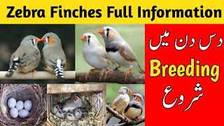 Zebra finch breeding tips  zebra finches complete information  zebra finches care and breeding [upl. by Deach]