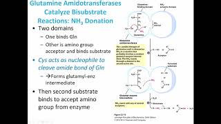 MBS Lehninger Chapter 22 Biosynthesis of Amino Acids [upl. by Emarie]