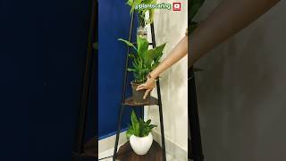 🌱 Tips for Peace Lily  पीस लिली की देखभाल कैसे करें।🌿How to Care Peace Lily Tips🍃 viral shorts [upl. by Gelya649]