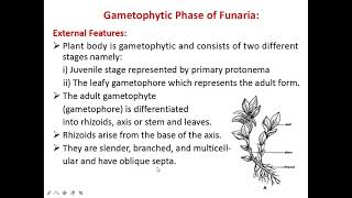 Funaria morphology Bryophyte [upl. by Dugan]