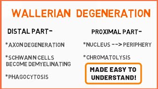 Wallerian Degeneration  Peripheral Neuropathy  Seddons Classification  Nerve Muscle Physiology [upl. by Siana]