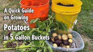 How to Grow Potatoes in 5 Gallon Buckets🥔🥔  A Quick and Easy Planting Guide [upl. by Eniluap]