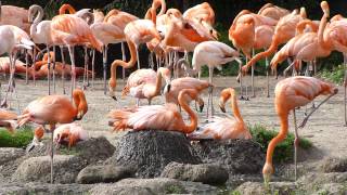 Caribbean flamingo nesting [upl. by Ava587]