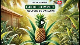 🍍 Culture de lAnanas  De la Plantation à la Récolte 🍍Guide Complet [upl. by Greenwood792]