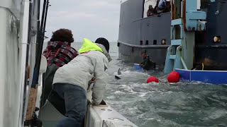 Tagging A 2000Pound Great White Shark [upl. by The]