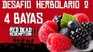 Desafío Herbolario 2 Probar 4 Bayas  Red Dead Redemption 2 [upl. by Eeliram]