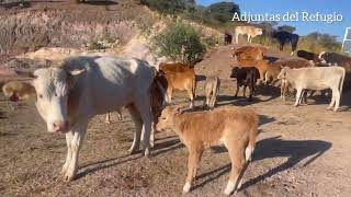 Adjuntas del Refugio [upl. by Cichocki162]