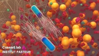 Listeria monocytogenes a unique model in infection biology [upl. by Knowles]