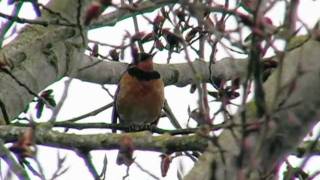 Oregon Outdoors Varied thrush singing [upl. by Christen828]