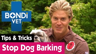 How To Stop Your Dog Barking Excessively  Bondi Vet Pet Tips [upl. by Illyes]