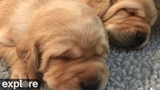 Puppy Whelping Room at Warrior Canine Connection powered by EXPLOREorg [upl. by Eaves972]