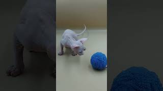 Indigo White Odd Eyed Sphynx Male Kitten Available Now  Cat Videos  Purebred Kitties [upl. by Starkey]