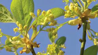 The Health Benefits of Sassafras Leaf Tea [upl. by Nnyleitak]