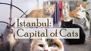 Istanbul Capital of Cats [upl. by Dickson]