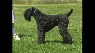 Kerry Blue Terrier  AKC Dog Breed Series [upl. by Yanrahs]