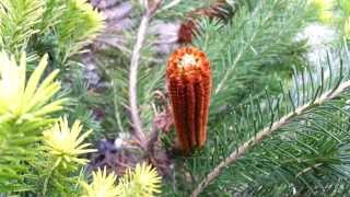 Banksia ericifolia  Heath Banksia  Lantern Banksia HD 01 [upl. by Ihcehcu]