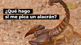 ¿Qué hago si me pica un alacrán  Salud180 [upl. by Hsan231]