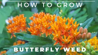 Complete Guide to Butterfly Weed  Grow and Care Asclepias tuberosa [upl. by Ereveneug788]