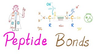 Peptides and Peptide Bonds  Amino Acids Dipeptides Oligopeptides Polypeptides  Biochemistry [upl. by Saffian]