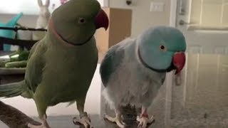 Parrots incredibly talk to one other like humans [upl. by Eirrac]