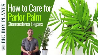 Parlor Palm Care 101 Chamaedorea Elegans [upl. by Zeitler]