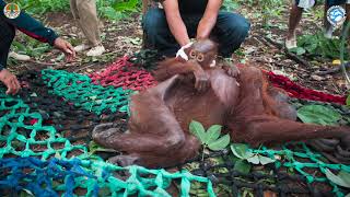 Tiny Orangutan Baby and Mother Rescued from Destroyed Rainforest [upl. by Atiz678]