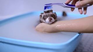 Cute Ferret Bathing  Viral Tiktok Video [upl. by Enitsuj]