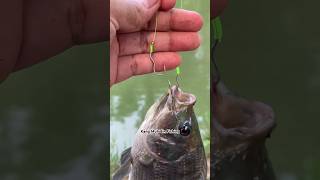 Diy Fishing RIG how to upgrade Hook Automatic Strike fishing fish fishknot tutorial diy [upl. by Rhona]