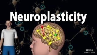 Neuroplasticity Animation [upl. by Annayhs337]