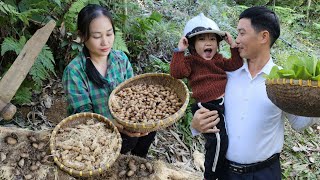 Happy Life Of Husband amp Wife Harvesting Palm Weevils  Garden Care amp Cooking  Ly Phuc An [upl. by Nyrahtak]