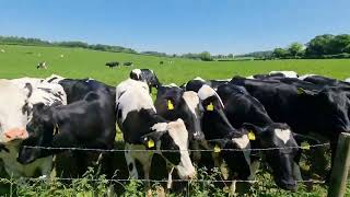 Curious Cows At Middle Farm in Cheriton Hampshire [upl. by Island]