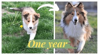 FIRST YEAR OF A SHELTIE [upl. by Yennor692]