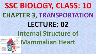 Internal Structure of Mammalian Heart  SSC BIOLOGY  Class 10 [upl. by Lenci]