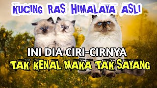 CIRI CIRI KUCING RAS HIMALAYA ASLI [upl. by Leith]