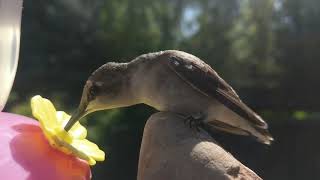 Black Chinned Hummingbirds [upl. by Yddub]