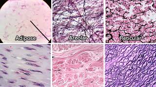 Identifying Connective Tissue  Review and Practice [upl. by Adnol42]