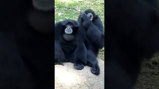 Siamang Gibbon Howling Sounds And Habitat shorts [upl. by Carilla511]