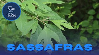 Tree of the Week Sassafras [upl. by Yecac]