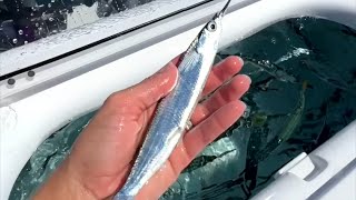 Live bait for fishing mancing umpan livebait fishing trolling sea ocean saltwater fish [upl. by Guss]