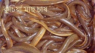 Eel Fish farm in Bangladesh। [upl. by Eanom380]