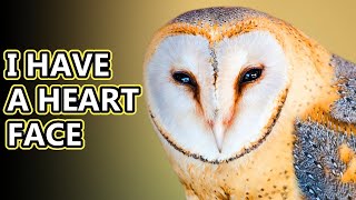 Barn Owl facts the other kind of owl  Animal Fact Files [upl. by Aniloj]