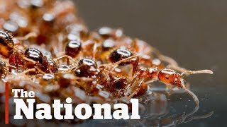 Fire ants form floating rafts to escape Texas floods [upl. by Mishaan724]