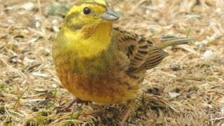 Yellowhammer [upl. by Akselav135]